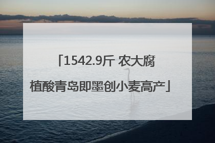 1542.9斤 农大腐植酸青岛即墨创小麦高产