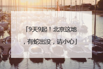 9天9起！北京这地，有蛇出没，请小心